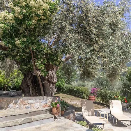 Olivetree Private Villa